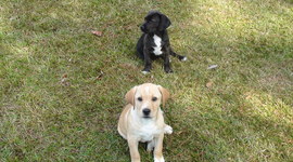 Timeline: Jake and Chase Birthday  August 22, 2010