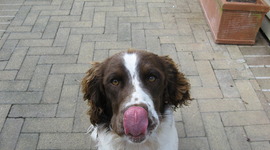 Timeline: Lauren's Reading Log 2011