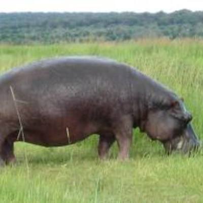 Timeline: maka time line