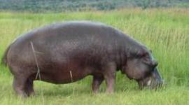 Timeline: maka time line