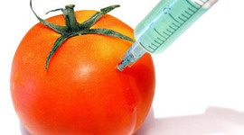 Timeline: Genetically modified food timeline