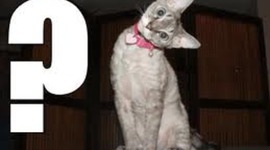 Timeline: Important Stuff