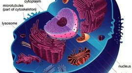 Timeline: Cell Theory Scientists Matthew Norwood