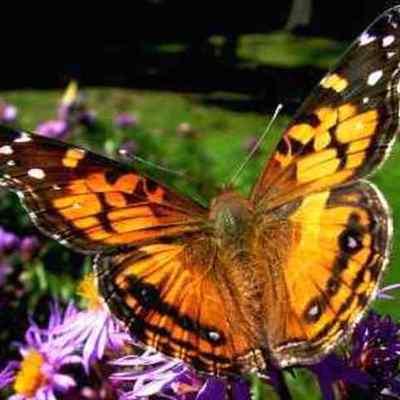 Timeline: From a Caterpillar to a Butterfly