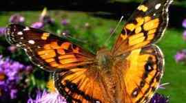 Timeline: From a Caterpillar to a Butterfly