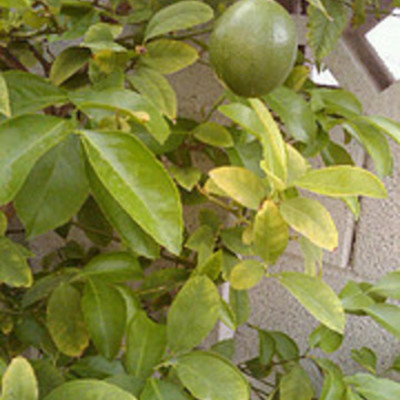 Timeline: Fall Semester