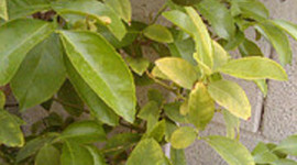 Timeline: Fall Semester