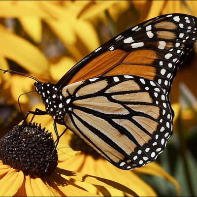Timeline: The Life Cycle of a Butterfly