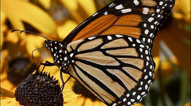 Timeline: The Life Cycle of a Butterfly