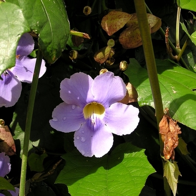 Timeline: Costa Rica