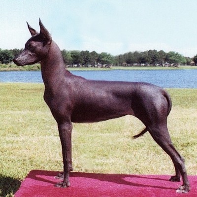 Timeline: Dates when non-sporting dog breeds were recognized by the AKC