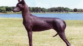 Timeline: Dates when non-sporting dog breeds were recognized by the AKC
