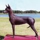 Xoloitzcuintli standard d 2