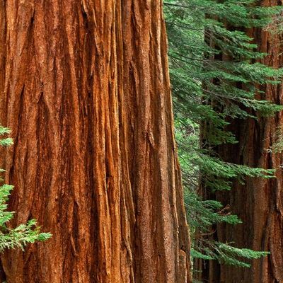 Timeline: America and Environmental Concern