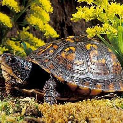 Timeline: The History of North Carolina