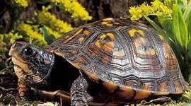 Timeline: The History of North Carolina