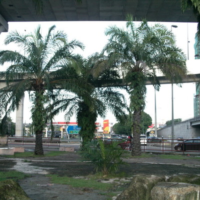 Timeline: Subang Jaya Millennium Park Chronology of Events