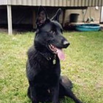 Timeline: German Shepherds CB.