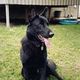 German shep. 14