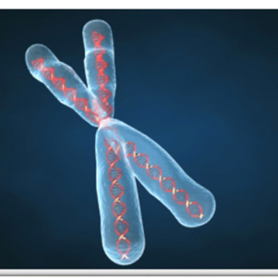 Timeline: LA GENETICA