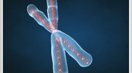 Timeline: LA GENETICA