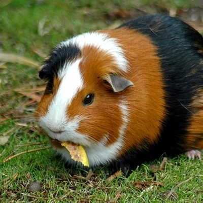 Timeline: GUINEA PIGS