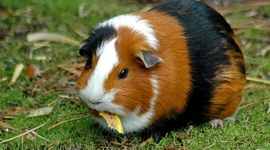 Timeline: GUINEA PIGS