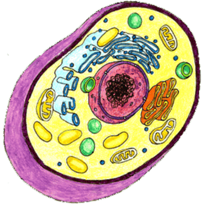 Timeline: Cell Theory Timeline