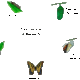 Life cycle of butterfly
