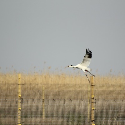 Timeline: The Flight of the Whooping Crane