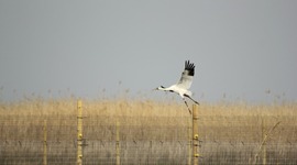 Timeline: The Flight of the Whooping Crane