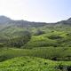 Munnar tea plantation
