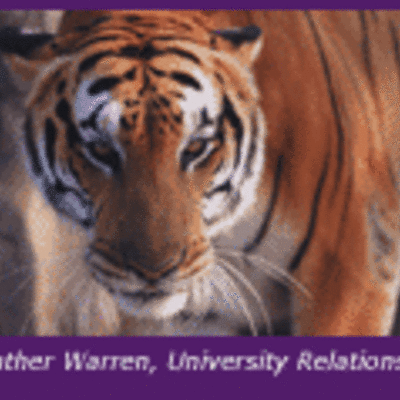 Timeline: History of Mike the Tiger