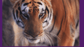 Timeline: History of Mike the Tiger