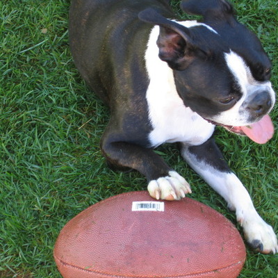 Timeline: The Sweet Life of Obi Kenobi (Superpup)