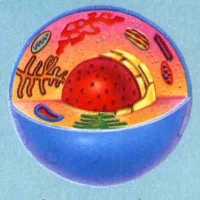 Timeline: La Célula