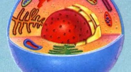 Timeline: La Célula