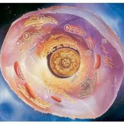 Timeline: Teoria Celular : Espinoza, Genoves, Vizcarra