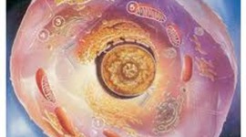 Timeline: Teoria Celular : Espinoza, Genoves, Vizcarra