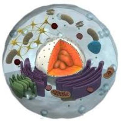 Timeline: "Evolución de la teoría celular"