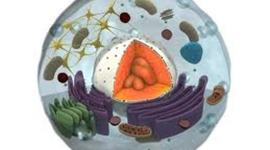 Timeline: "Evolución de la teoría celular"