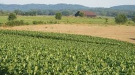 Timeline: the black patch tobacco war