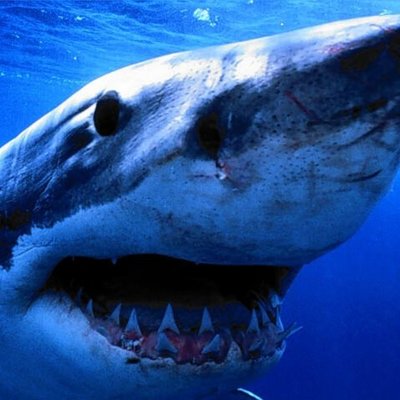 Timeline: JIMMYS LIFE