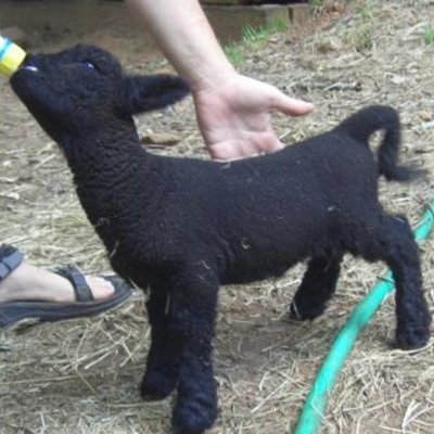 Timeline: britishcharcuterie.com Timeline of Action