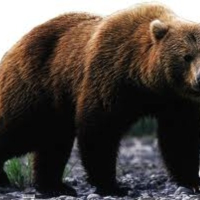 Timeline: A year as a Bear