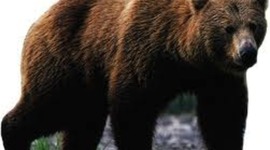 Timeline: A year as a Bear