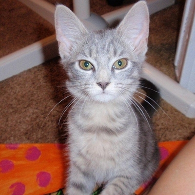 Timeline: BES Report-Captain Nobody By: Caroline Pugh