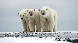 Timeline: Russian Revolution Timeline