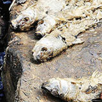 Timeline: Dunkard Creek