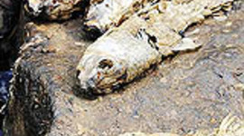 Timeline: Dunkard Creek